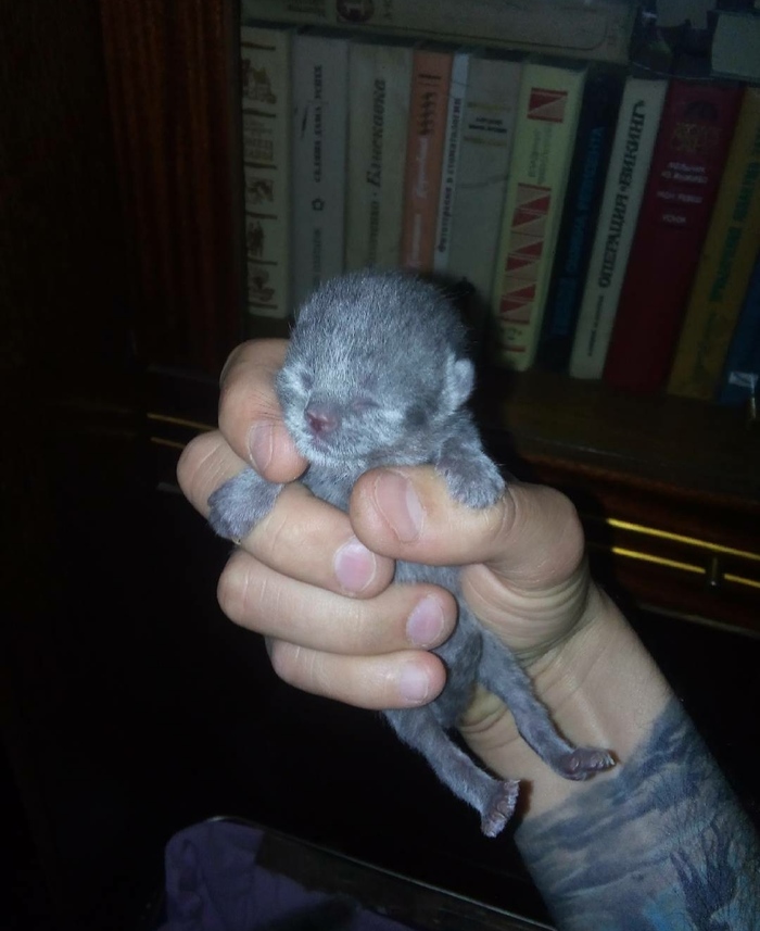 Поймал. Бегало по квартире...