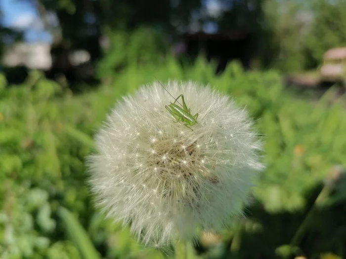 baby grasshopper - My, Grasshopper, Spring, May, The photo, Dandelion