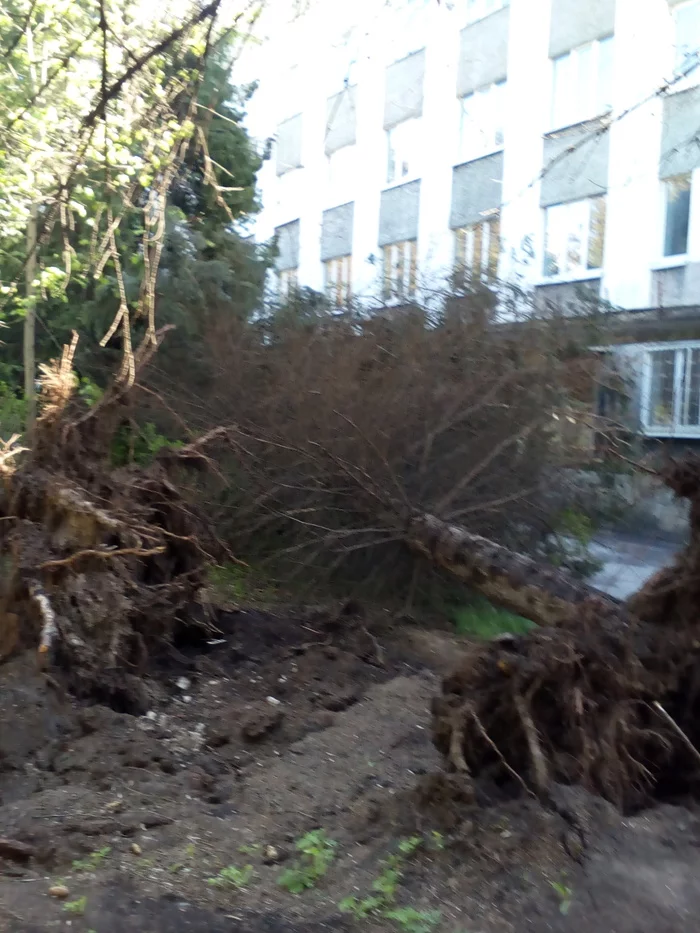 A breeze blew .. Tver 05/13/2020, a small park - My, Nature, Element, Longpost