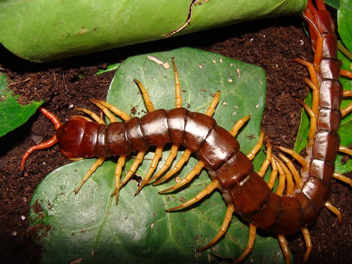 Водоплавающая сколопендра "водопад"
