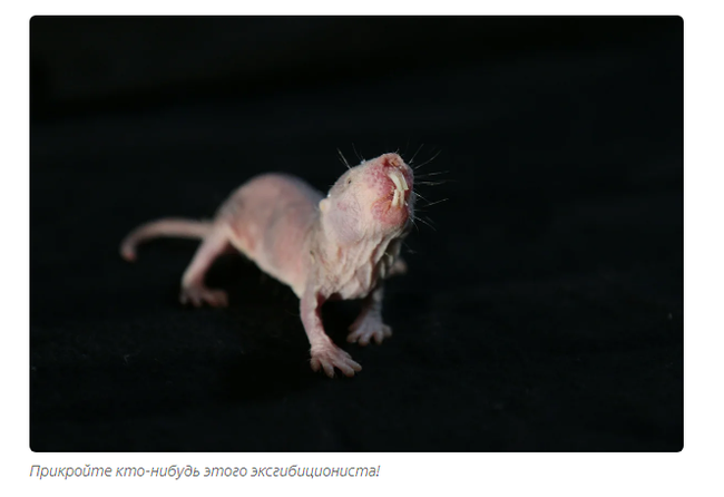 Naked digger: Born old, but never grow old - Naked mole rats, Animal book, Informative, Yandex Zen, Animals, Longpost