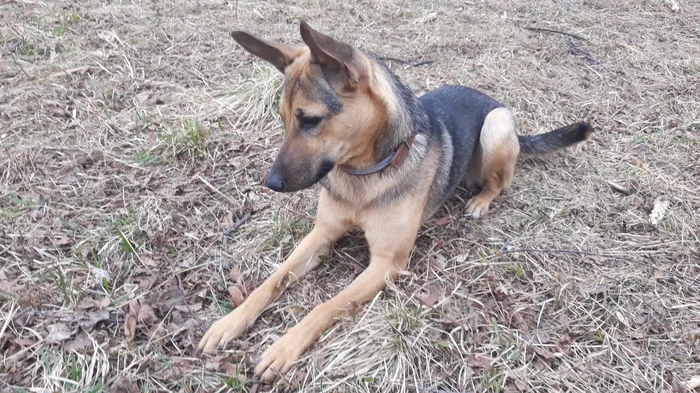 Puppy. 1 year. It was and became - Dog, Moscow, In good hands, No rating, Longpost, It Was-It Was