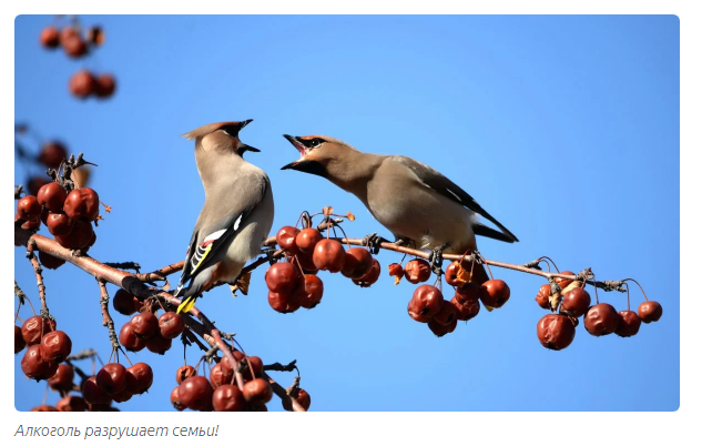 Waxwing: They are alive, but they are drunk. Russian birds are drinking like hell. How to help alcoholic birds? - Waxwing, Birds, Animals, Informative, Yandex Zen, Longpost