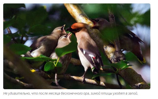 Waxwing: They are alive, but they are drunk. Russian birds are drinking like hell. How to help alcoholic birds? - Waxwing, Birds, Animals, Informative, Yandex Zen, Longpost