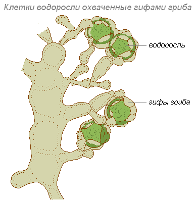 Such different algae - My, Seaweed, Biology, Nauchpop, Educational program, The science, Algology, Plants, cyanobacteria, Longpost