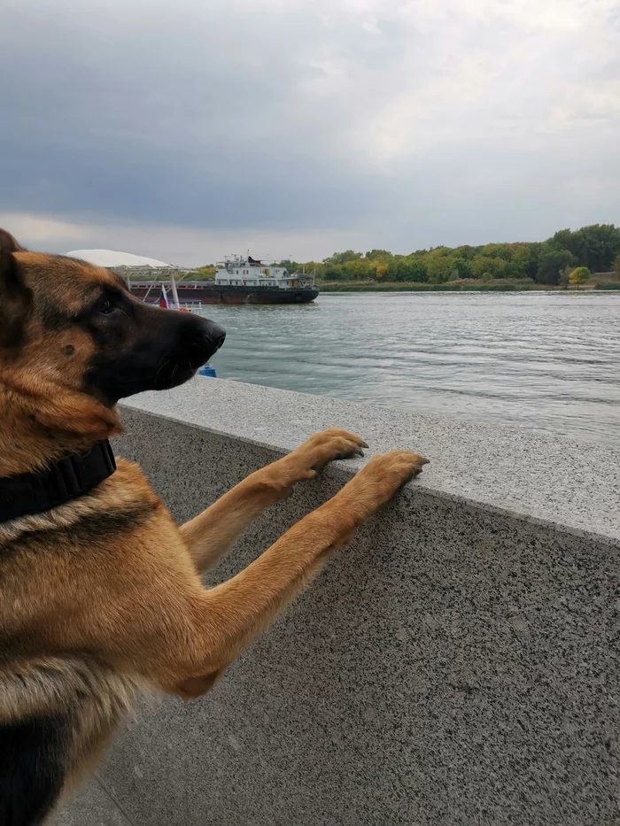 Traveling with a dog - Dog, Animals, German Shepherd, Travels, Sochi, Краснодарский Край, Video, Longpost
