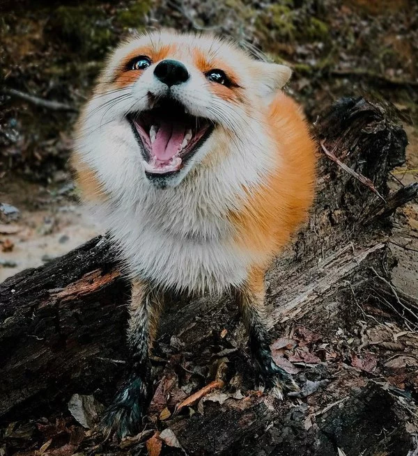 Are foxes really as cunning as in fairy tales? Fox intelligence - My, Animals, Zoopsychology, Video, GIF, Longpost, Interesting, Fox, Milota, Canines