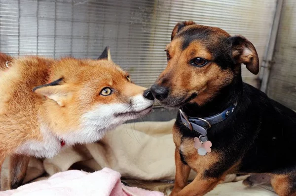 Are foxes really as cunning as in fairy tales? Fox intelligence - My, Animals, Zoopsychology, Video, GIF, Longpost, Interesting, Fox, Milota, Canines