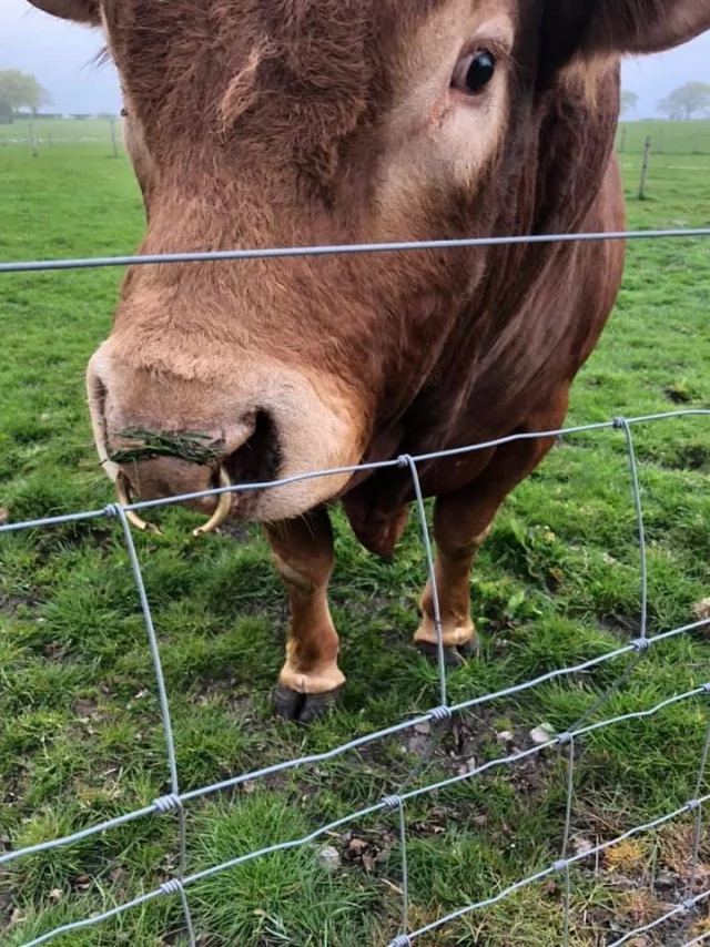 A Scottish bull named Ron scratched himself on a pole and left three villages without power. - Scotland, Pets, Bull, Light, Village, Longpost