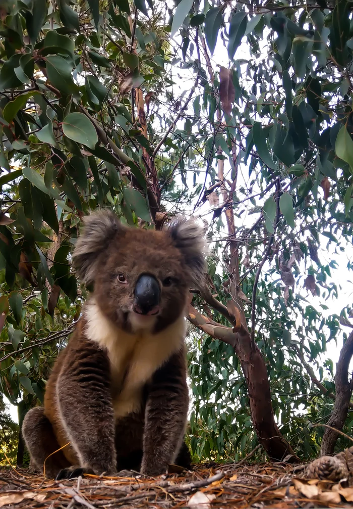 Dratuti - My, Australia, Koala, wildlife, The photo