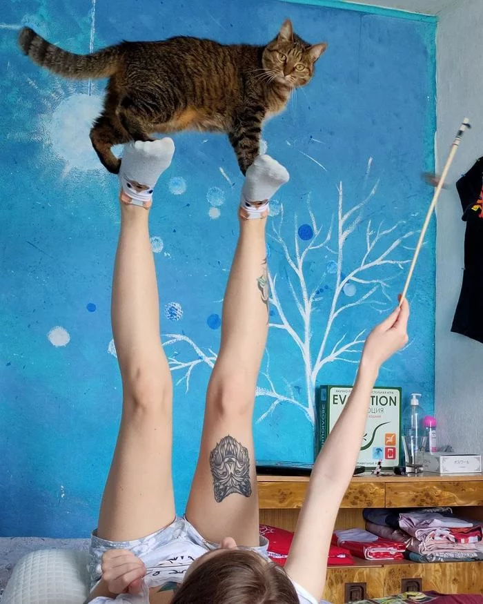 Whoosh - My, cat, Acrobatics