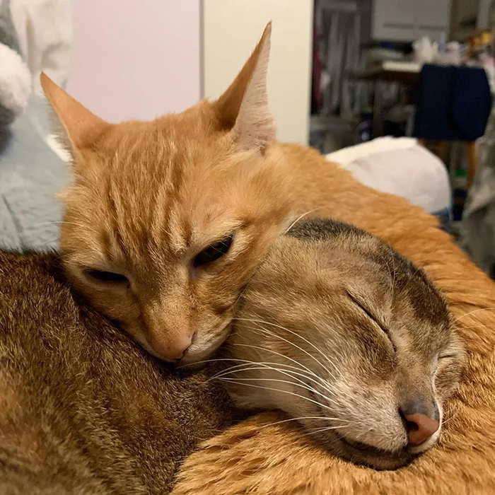 The cat who lost his ears found a new home and best friend - cat, Bum, Ears, The rescue, Pet, Animals, Longpost, Abyssinian cat, Pets