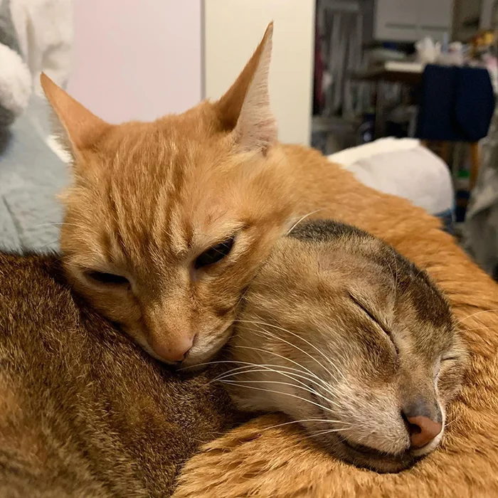 The cat who lost his ears found a new home and best friend - cat, Bum, Ears, The rescue, Pets, Animals, Longpost, Abyssinian cat