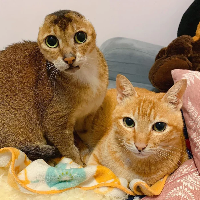 The cat who lost his ears found a new home and best friend - cat, Bum, Ears, The rescue, Pets, Animals, Longpost, Abyssinian cat