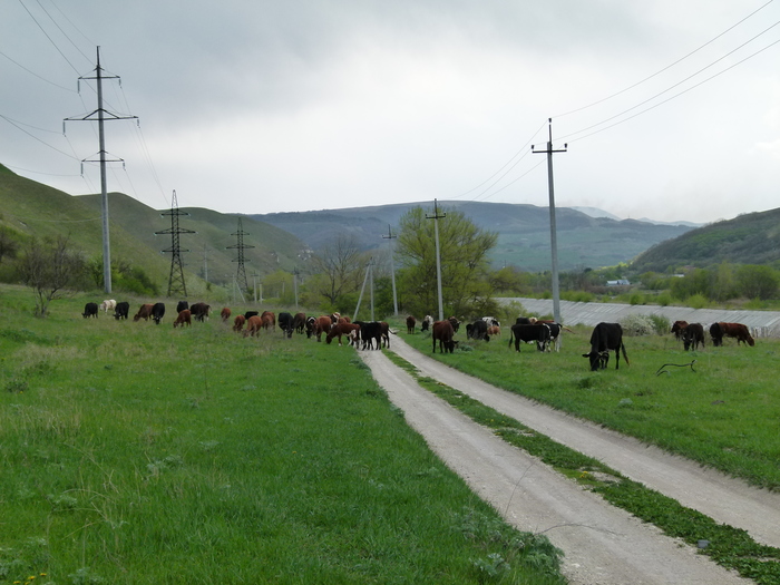 Меловые породы Кавказа Геология, Кавказ, Мел, Микроскоп, Длиннопост