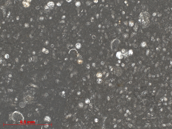 Меловые породы Кавказа Геология, Кавказ, Мел, Микроскоп, Длиннопост