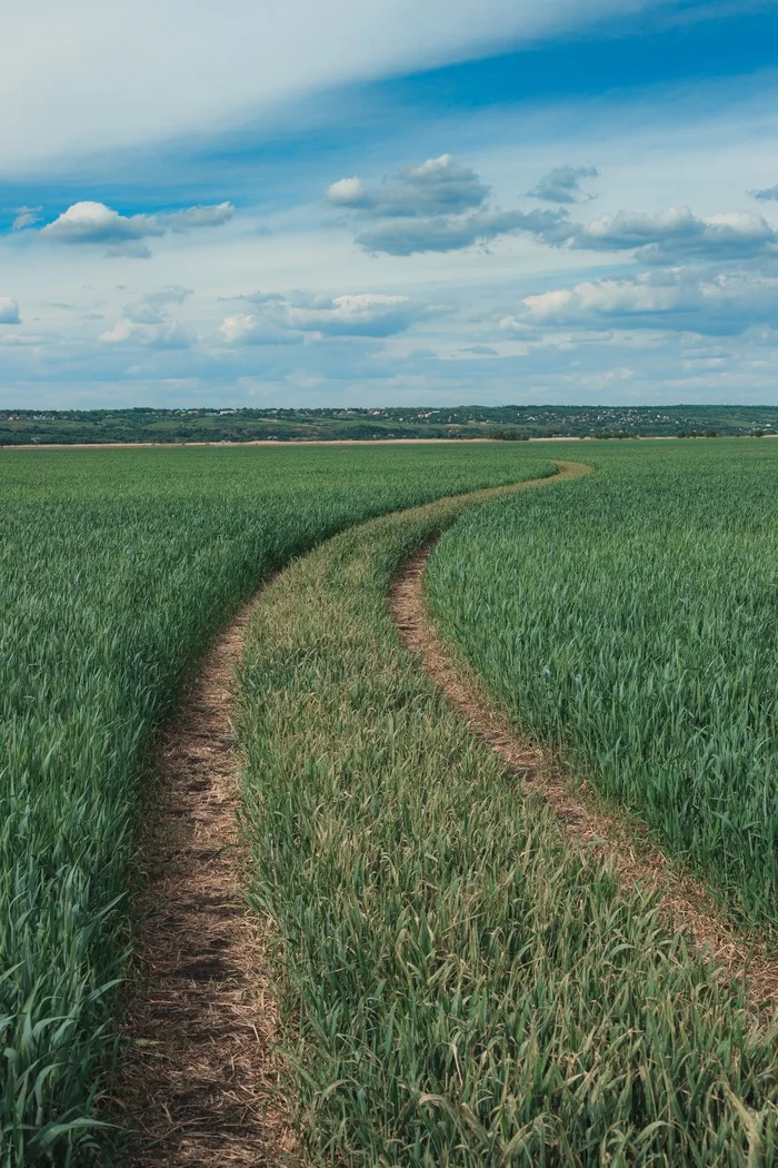 Almost summer - My, Nature, Field, Spring, Longpost, The photo