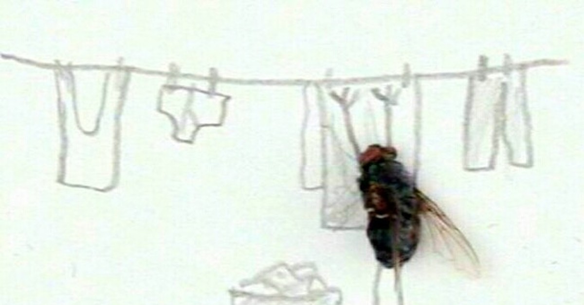 И пока муха будет гладить свои лапки. Инсталляция с мухами. Композиции из мух. Муха прикольные картинки. Инсталляция из дохлых мух.