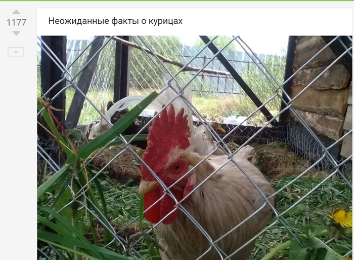Reply to the post “Unexpected facts about chickens” - My, Friday tag is mine, Hen, Animals, Birds, Dacha, Сельское хозяйство, Facts, League of biologists, Reply to post