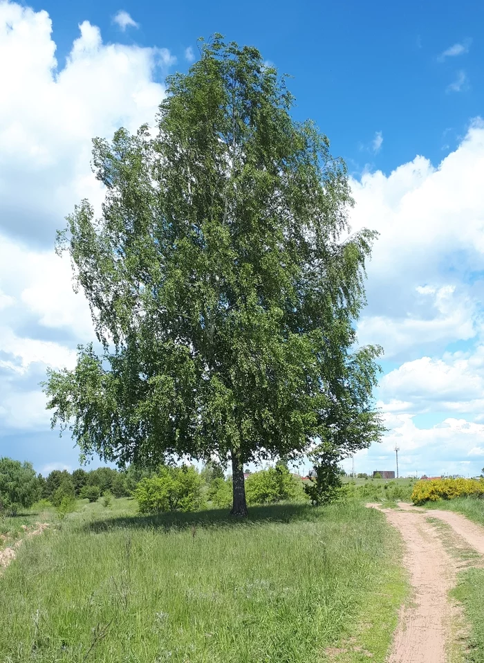 Birch - My, The photo, The nature of Russia, Birch, Road