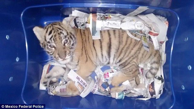 A live tiger was found in Mexico... in a postal package! - Mexico, mail, Tiger, Bengal cat, Longpost