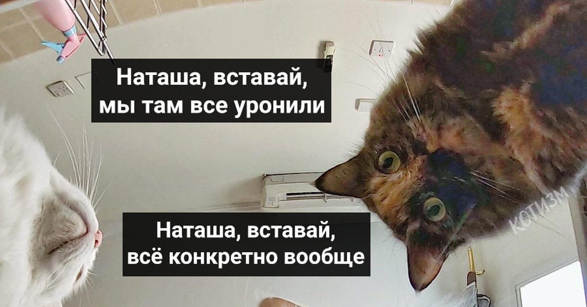 Там кота. Наташа мы все уронили коты. Наташа мы все. Мем Наташа вставай мы все уронили. Наташ Проснись мы все уронили.