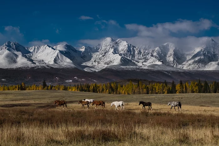 Kurai steppe - My, Altai Republic, Siberia, The nature of Russia, The mountains, Nature, The photo, Landscape, Horses