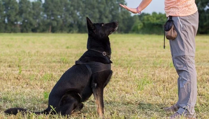 What will a dog do if a robot commands it to “sit”? - Dog, Robot, Team, Experiment, Interesting, Research, Video, Longpost, Yale, Popular mechanics