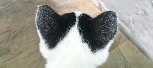 �������� ����