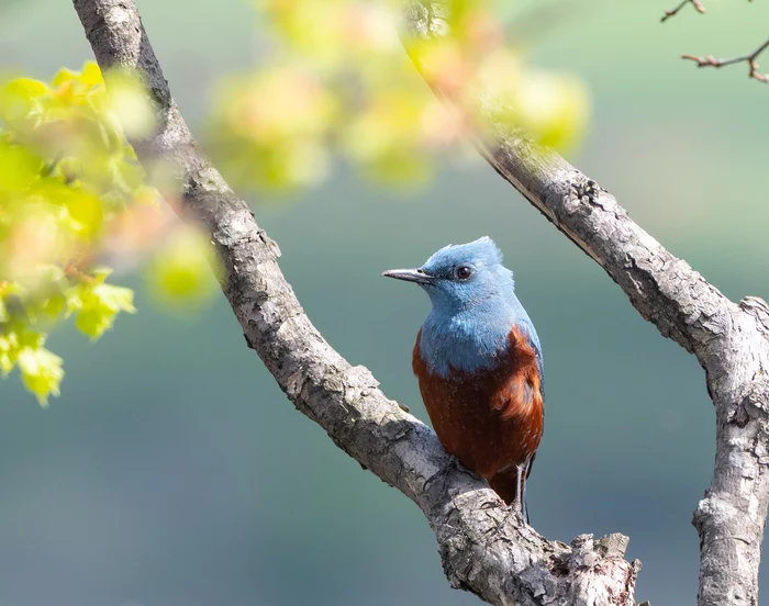 Blue, rock thrush - My, Thrush, Birds, Photo hunting, Longpost