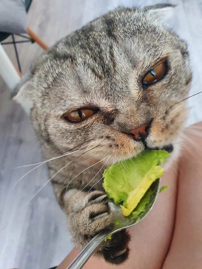 Avocado lover :) - My, cat, Avocado, Video