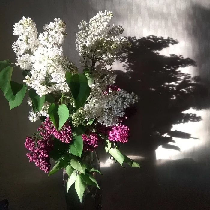 Lilac - My, Interesting, Lilac, Shadow