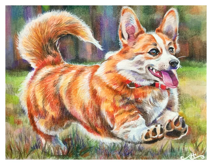 Corgi - My, Creation, Drawing, Mixed media, Corgi, Watercolor pencils, Okta23, Pets