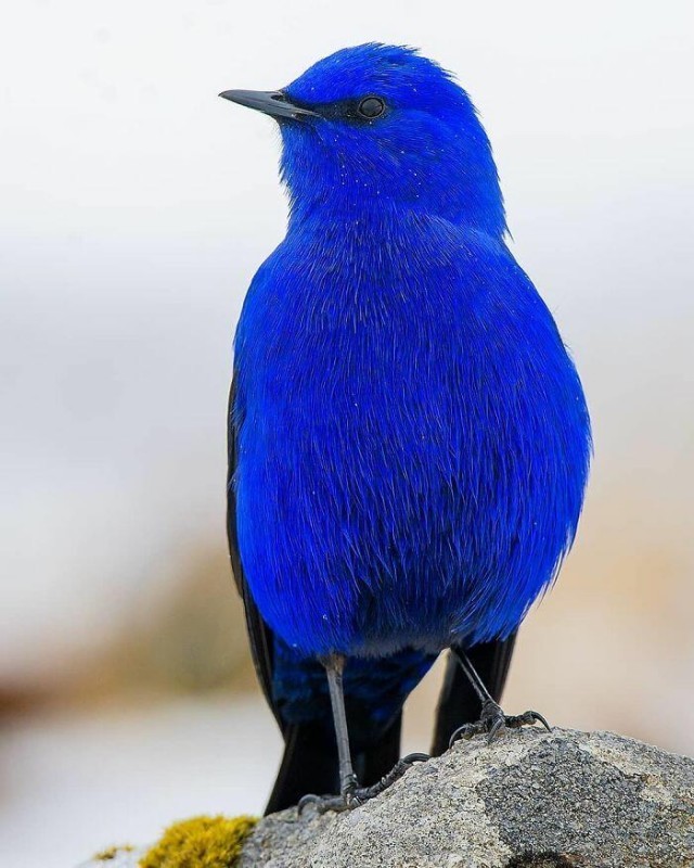 20 extraordinarily beautiful and amazing birds that you may not have even heard of - Birds, The photo, Longpost