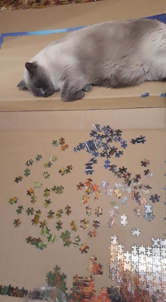 Reply to the post “I’ll also share the quarantine puzzle” - My, Puzzle, Self-isolation, Reply to post, Longpost, cat