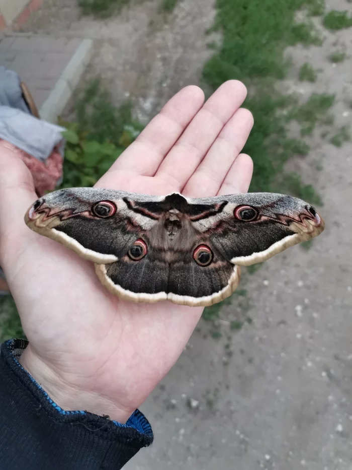 Peek-a-boo question for the League of Biologists? Who knows what this butterfly is called? - My, Animals, Butterfly, Insects