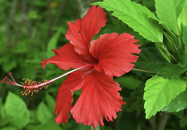 Muzhegon - My, Houseplants, Hibiscus, Superstition