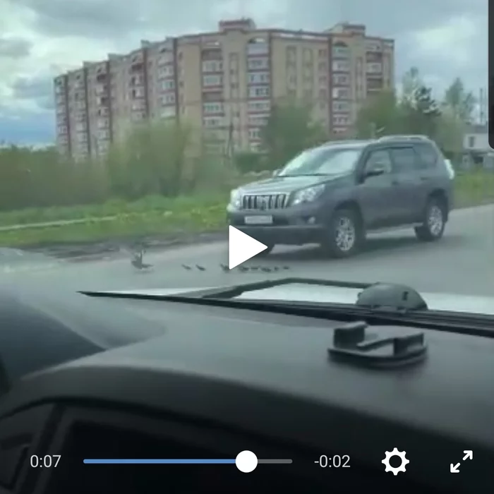 Inadequate in V. Novgorod - Duck, Inadequate, Auto, Negative, Road accident, Crushed, Ducklings