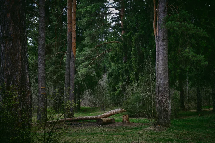 Лесная полянка - Моё, Фотография, Лес, Природа, Fujifilm, Весна