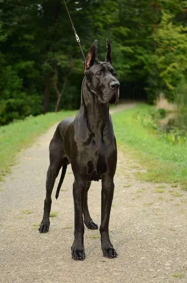 Description of the dog Great Dane! - Animals, Pets, Dog, Dog breeds, Great Dane, Video, Longpost