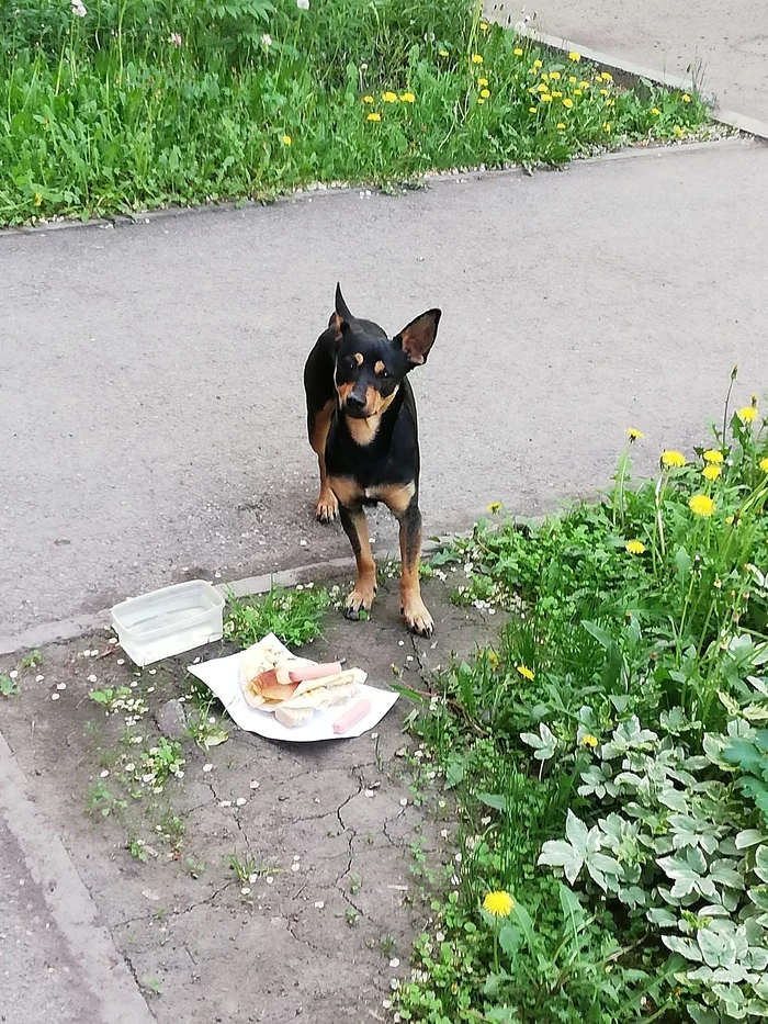 Помогите найти хозяина. г. Новокузнецк - Моё, Потеряшка, Собака, Новокузнецк, Без рейтинга