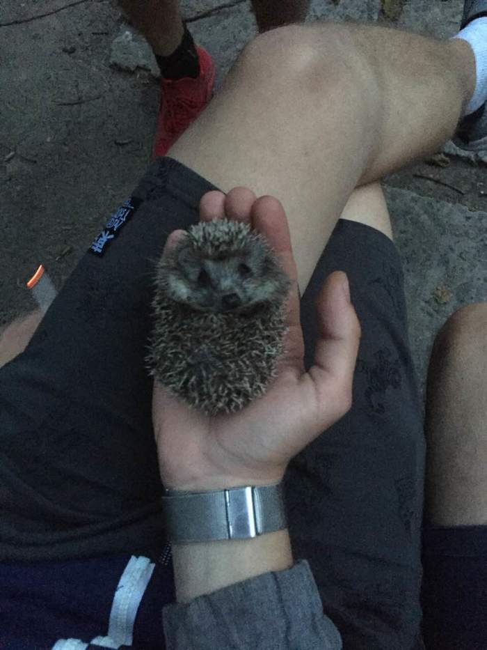 A bundle of happiness from the bushes - My, Hedgehog, Dwarf hedgehog