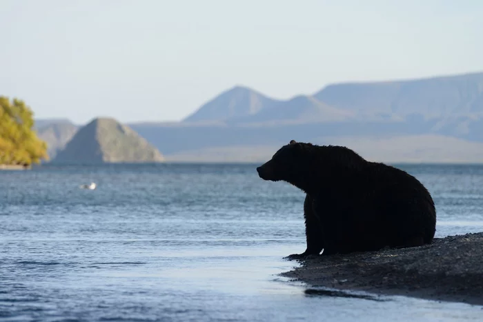 Eh, what a beauty! - The Bears, Brown bears, Wild animals, beauty of nature, wildlife, Kamchatka, Kuril lake, admiring