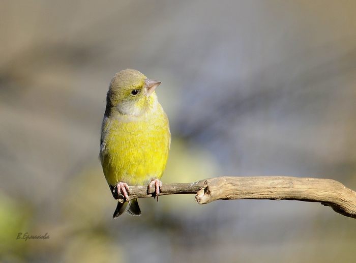 Greenfinch - banana bird - Biology, Ornithology, Greenfinch, Birds