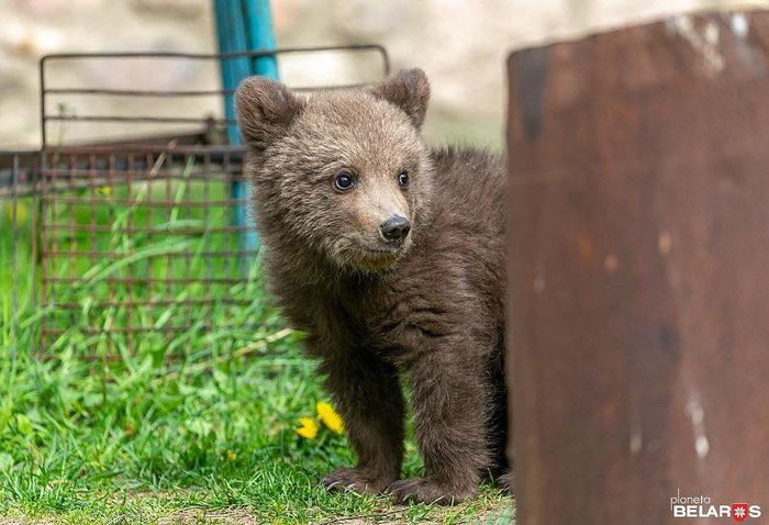 The portion of cuteness has arrived. This is the little bear Vasilisa. she came to a village in the Borisov region because she was hungry part 2 - My, Republic of Belarus, Wild animals, The Bears, Milota, Longpost