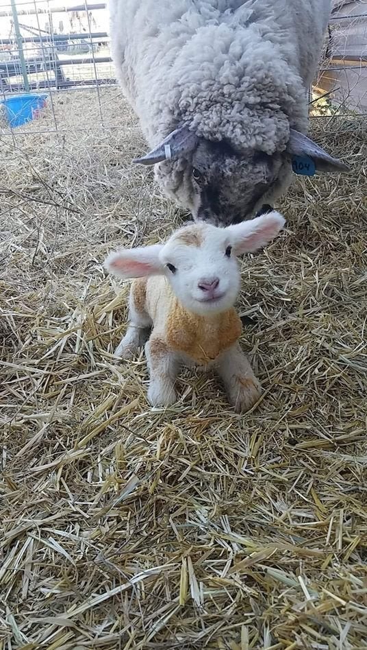 New life - Milota, Animals, Nature, The photo, Lamb, Sheeps