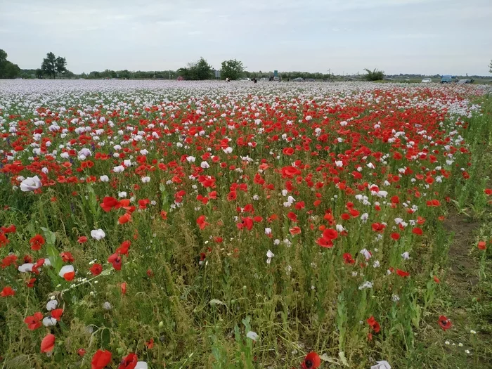 poppies - My, Flowers, Mobile photography, Poppy