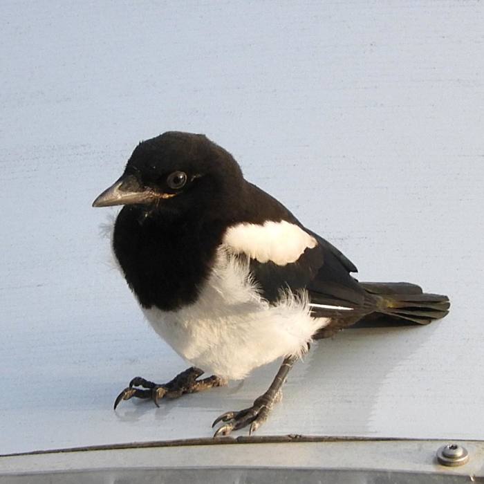 Птенец сороки