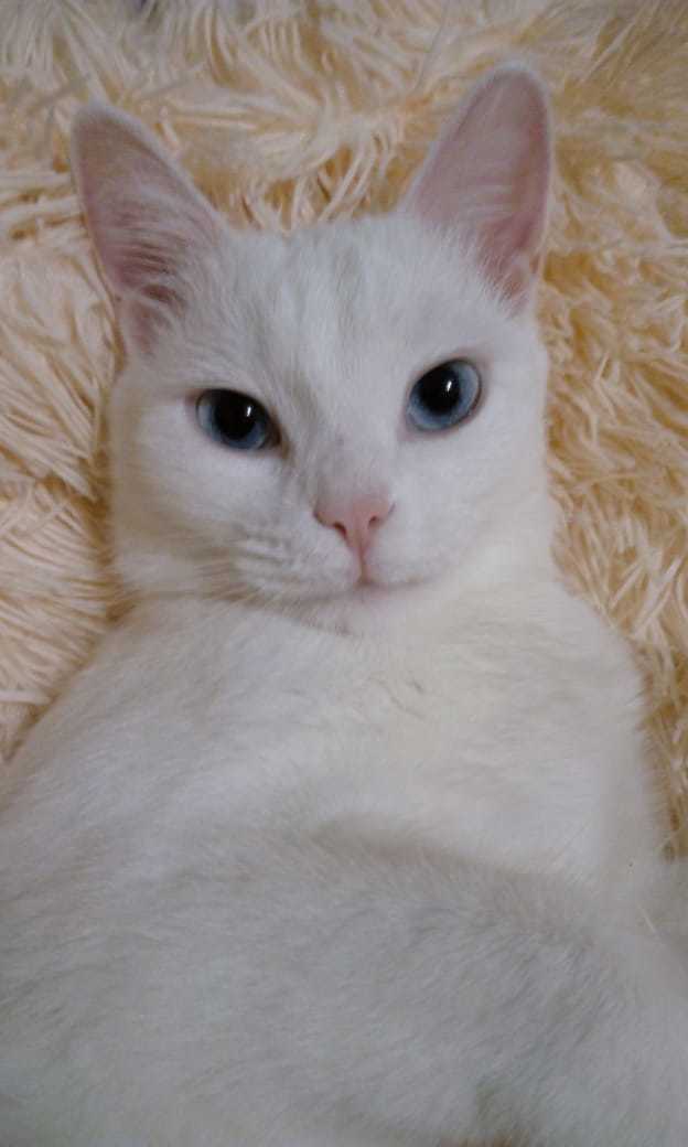 Who has a child, and we have a kitten) - My, cat, White, Longpost