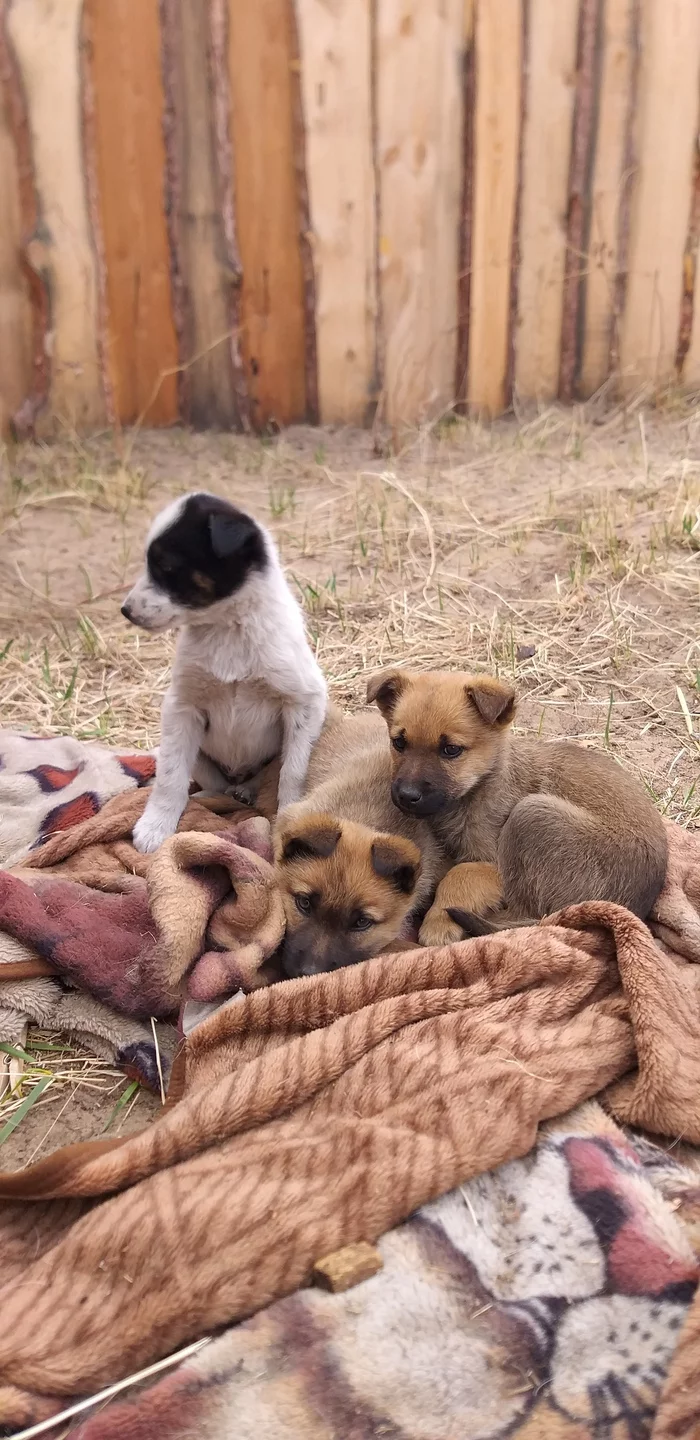 Unplanned offspring (there will be no happy end) - My, Cur, Animal shelter, Longpost, Dog